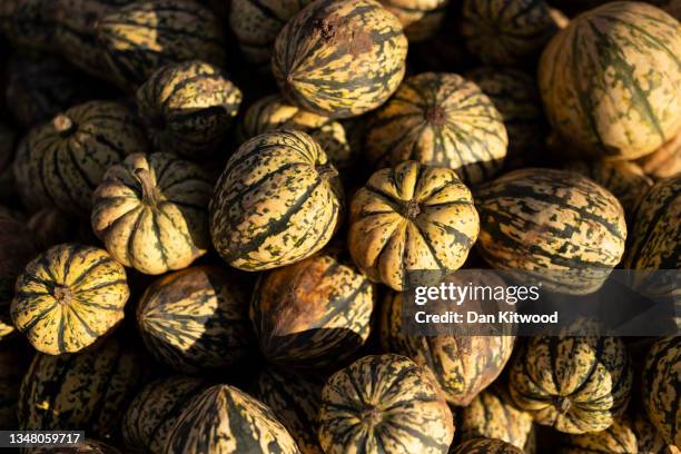 Pumpkins are stacked up at Tulleys farm on October 22, 2021 in Crawley, England. Tulleys Farm's annual 'Pick Your Own Pumpkins' event takes place...