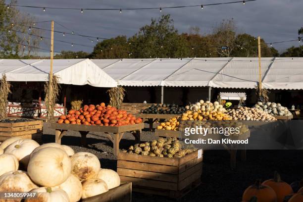 Pumpkins are stacked up at Tulleys farm on October 22, 2021 in Crawley, England. Tulleys Farm's annual 'Pick Your Own Pumpkins' event takes place...