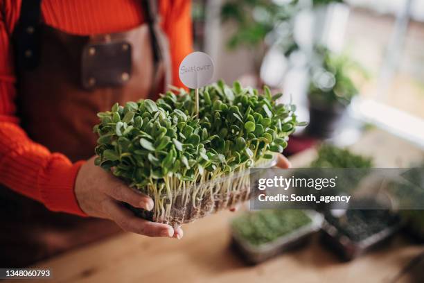female hands holding sunflower pea sprouts - microgreen stock pictures, royalty-free photos & images