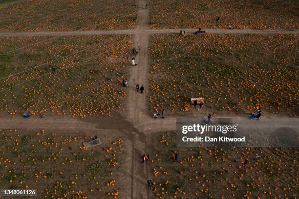 Families pick pumpkins at Tulleys farm on October 22, 2021 in Crawley, England. Tulleys Farm's annual 'Pick Your Own Pumpkins' event takes place over...