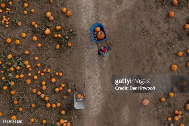 Families pick pumpkins at Tulleys farm on October 22, 2021 in Crawley, England. Tulleys Farm's annual 'Pick Your Own Pumpkins' event takes place over...