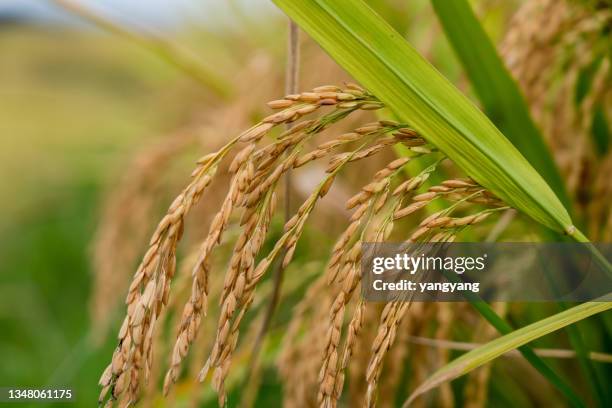 Golden Rice Stalks 1,540 Rice Stalk Stock Photos, High-Res Pictures, and Images - Getty Images