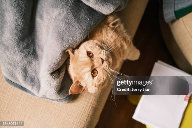 lovely munchkin cat is looking upon - munchkin kitten bildbanksfoton och bilder