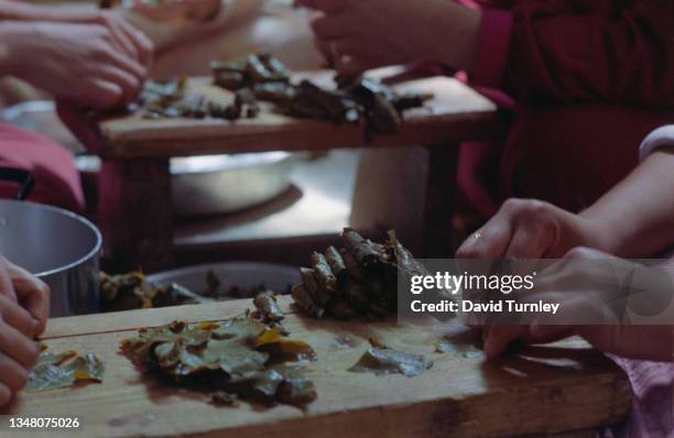 Close-up of hands preparing dolma, stuffed vine leaves, on a wooden board, with more hands at work on another board in the background, in an area of...