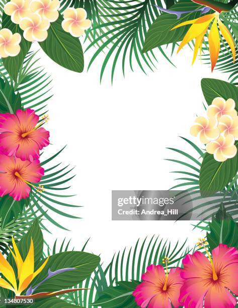 tropische grenze - eibisch tropische blume stock-grafiken, -clipart, -cartoons und -symbole