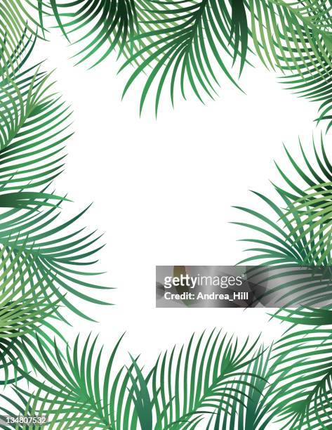 palm leaf border - palm leaf on white stock illustrations