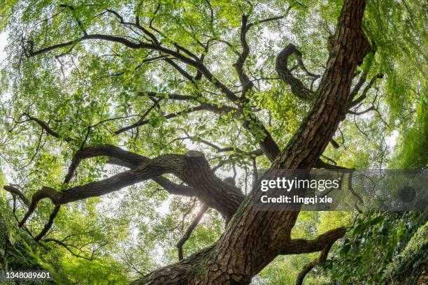 tree photographed with fisheye lens - weeping willow stock pictures, royalty-free photos & images