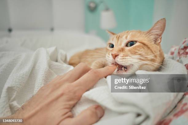 a cat is biting its owner's hand - morder imagens e fotografias de stock