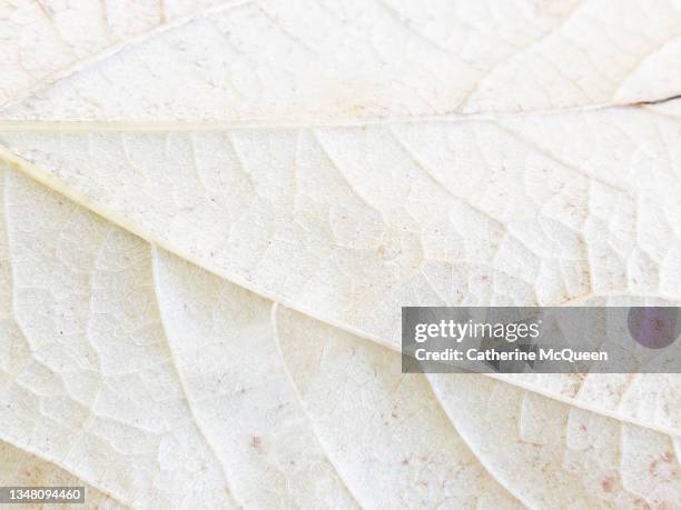 close-up detail of underside of cream colored leaf in autumn - nervatura della foglia foto e immagini stock