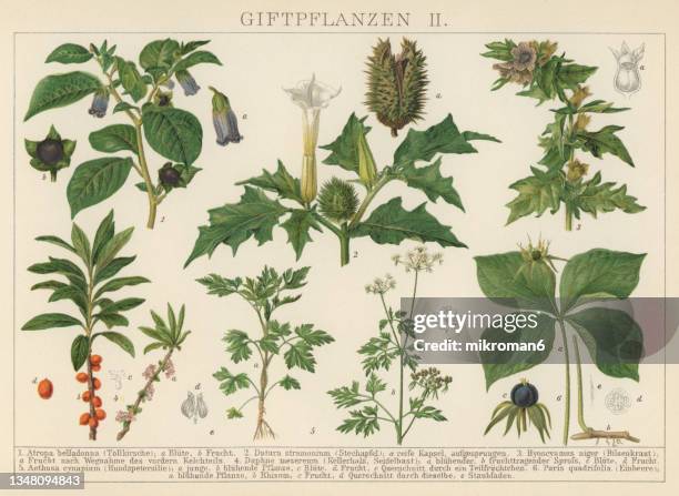 old chromolithograph illustration of a poisonous plants - botany bildbanksfoton och bilder