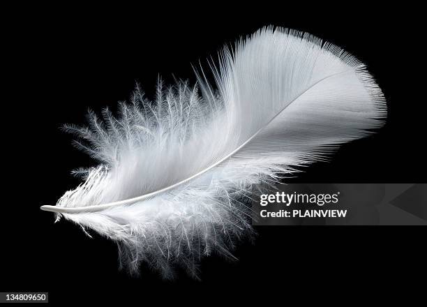 white feather - feathers stock-fotos und bilder