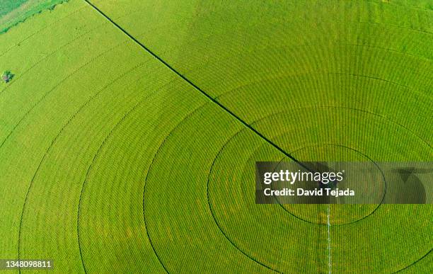 crop circles with center-pivot irrigation - círculo nas plantações - fotografias e filmes do acervo