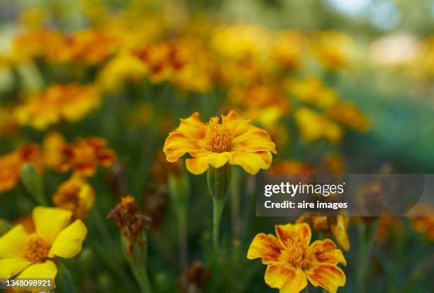 close-up of field of coreopsis lanceolata flowers in a sunny day - coreopsis lanceolata stock pictures, royalty-free photos & images