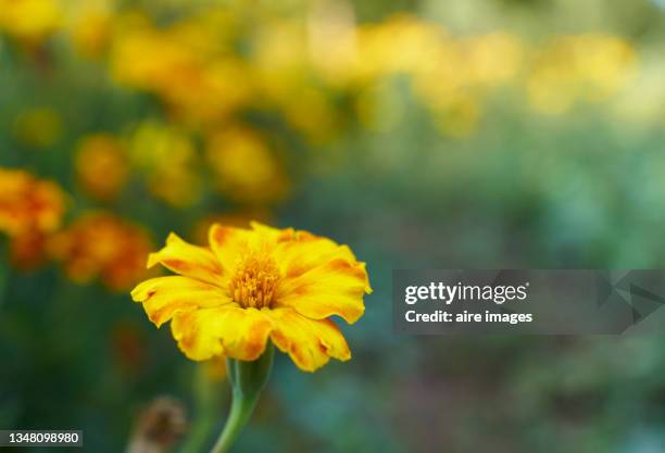 close-up of high angle view of colorful coreopsis lanceolata flowers in beautiful sunny day - coreopsis lanceolata stock pictures, royalty-free photos & images