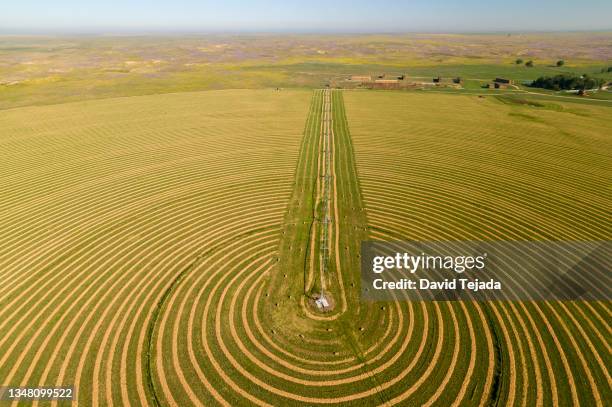 crop circles with center-pivot irrigation - graancirkel stockfoto's en -beelden