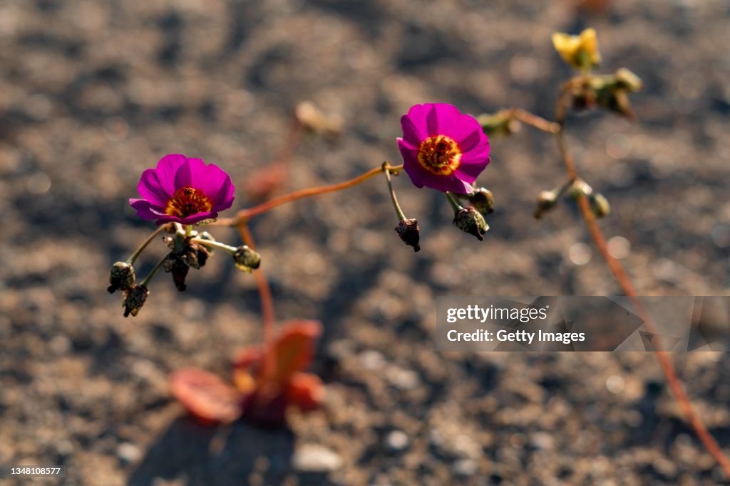 Flowers Bloom in One Of The Driest Deserts in The World