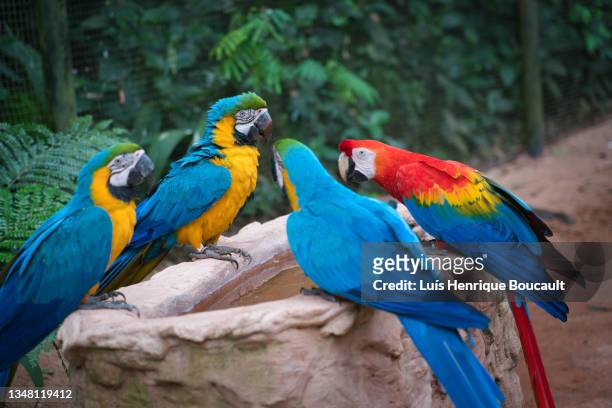 araras at bird's park - iguacu falls stockfoto's en -beelden