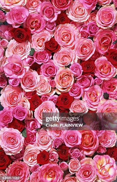 bed of roses xxlarge - red and pink background stock pictures, royalty-free photos & images