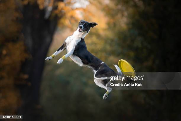 funny jumping dog - dog jumping bildbanksfoton och bilder