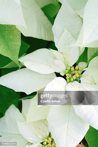 white poinsettia - kerstroos stockfoto's en -beelden