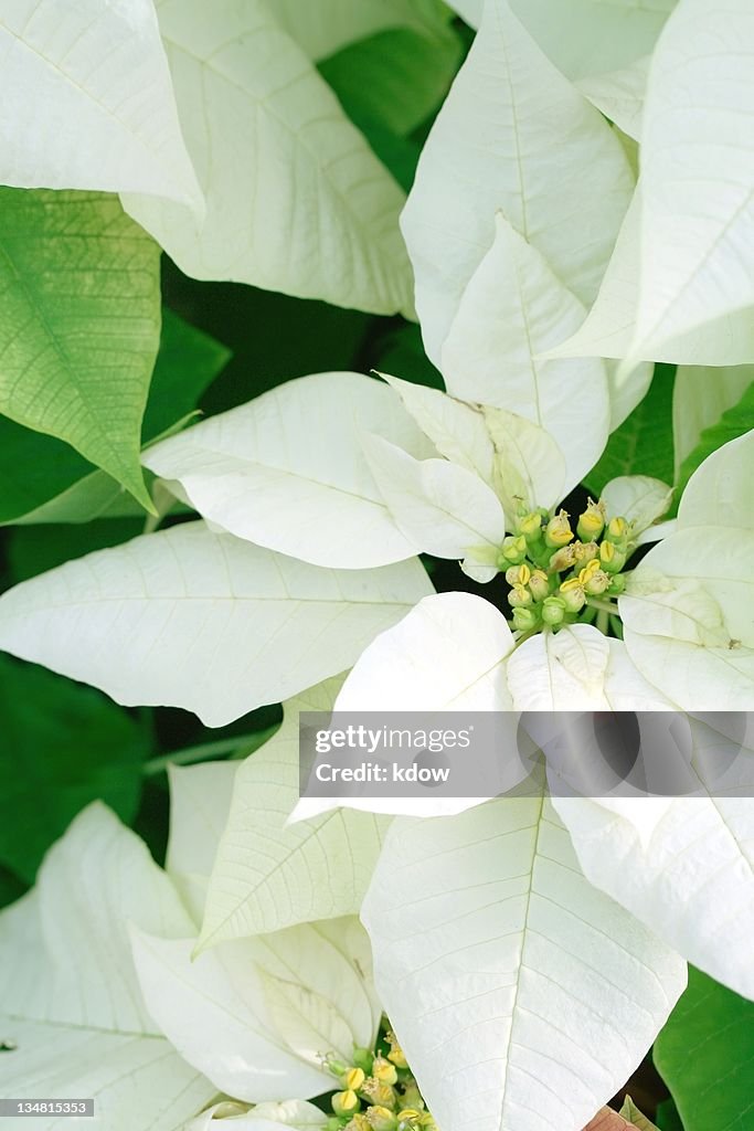 White Poinsettia