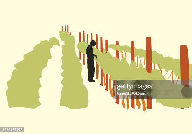 vineyardflatdesig - vineyard worker stock illustrations