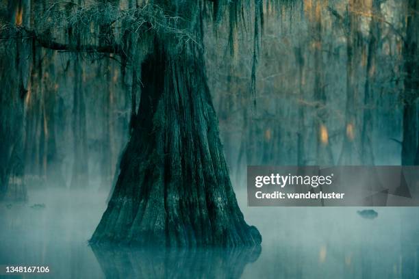 escena del pantano brumoso - bald cypress tree fotografías e imágenes de stock