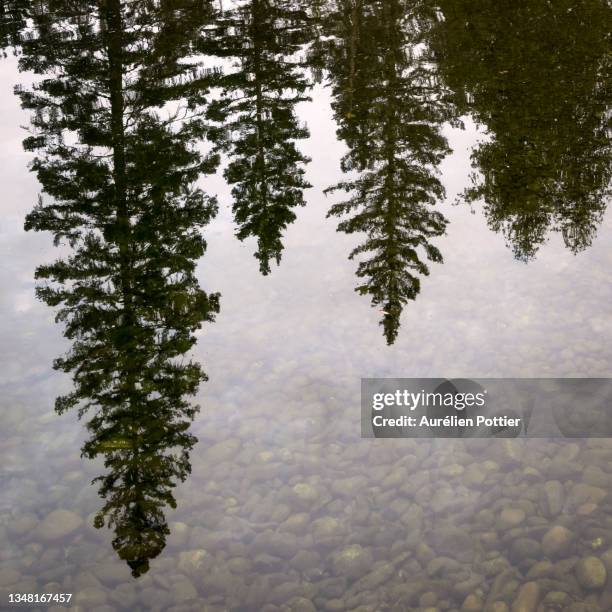 rivière sainte-anne, reflet d'arbres - parc national de la gaspésie stock pictures, royalty-free photos & images