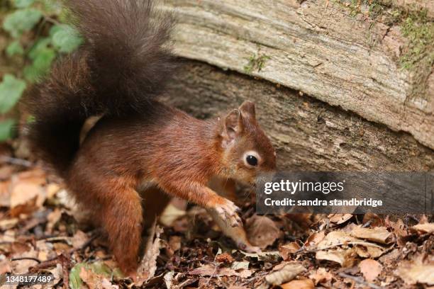Squirrel Hiding Nuts Photos And Premium High Res Pictures Getty Images squirrel-hiding-nuts-photos-and-premium-high-res-pictures-getty-images
