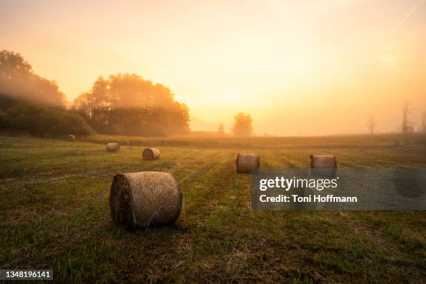 straw bales at a autumn sunrise with fog at the murnauer moos - forest morning sunlight stock-fotos und bilder