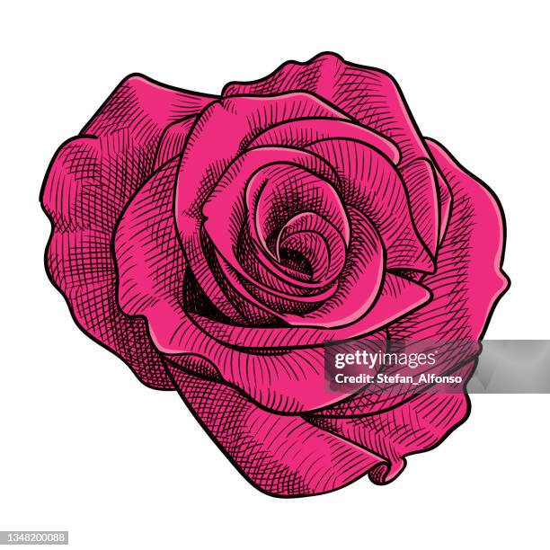 vector illustration of a rose - rose vector stock illustrations