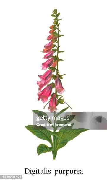 old chromolithograph illustration of lady's glove, foxglove or common foxglove (digitalis purpurea) - foxglove stock pictures, royalty-free photos & images