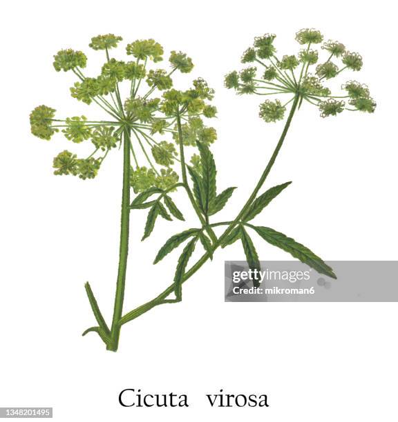 old engraved illustration of cowbane (cicuta virosa) - several poisonous plant - hemlock tree stock-fotos und bilder