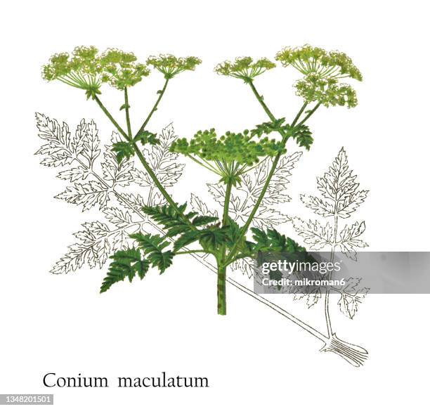 old chromolithograph illustration of the hemlock or poison hemlock (conium maculatum) - poison hemlock stock pictures, royalty-free photos & images
