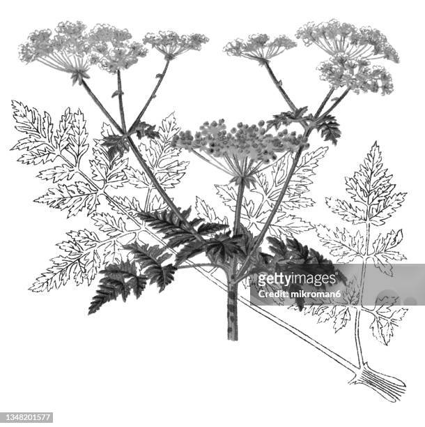 old chromolithograph illustration of the hemlock or poison hemlock (conium maculatum) - poison hemlock stock pictures, royalty-free photos & images