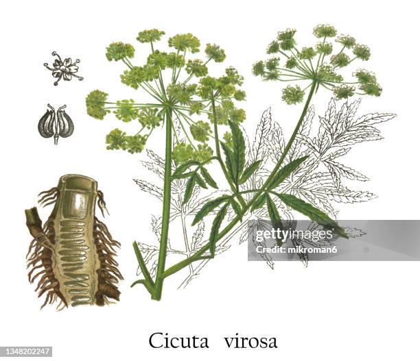 old chromolithograph illustration of cowbane (cicuta virosa) - several poisonous plant - cicuta virosa stock pictures, royalty-free photos & images