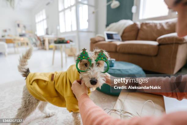 2,943 Dogs Dressed Up For Christmas Stock Photos, High-Res Pictures, and Images - Getty Images 2,943 Dogs Dressed Up For Christmas Stock Photos, High-Res Pictures, and Images - Getty Images