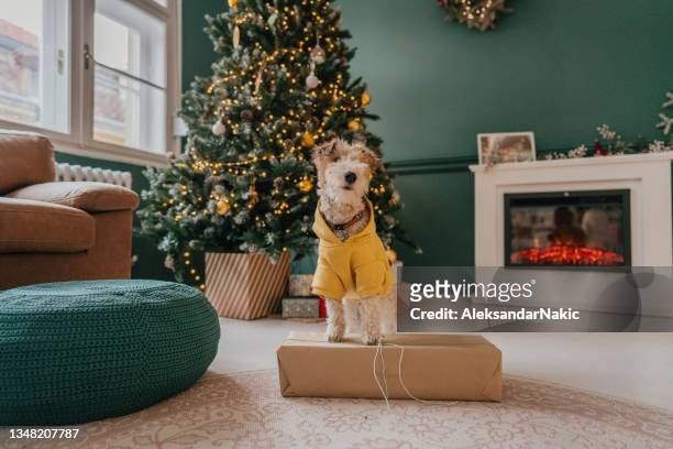 weihnachtsporträt eines familienhundes - christmas tree dog stock-fotos und bilder