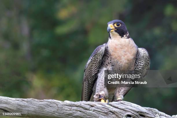 peregrine falcon perched on branch - peregrino fotografías e imágenes de stock