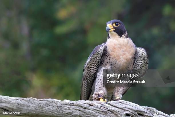 peregrine falcon perched on branch - peregrine falcon stockfoto's en -beelden