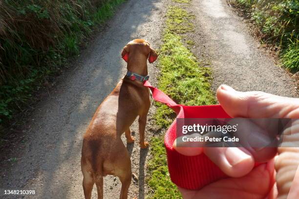 dog leash and dog - pov walking stockfoto's en -beelden