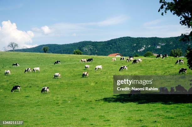 cows grazing on lush mountains in the french alps - grasland stock-fotos und bilder