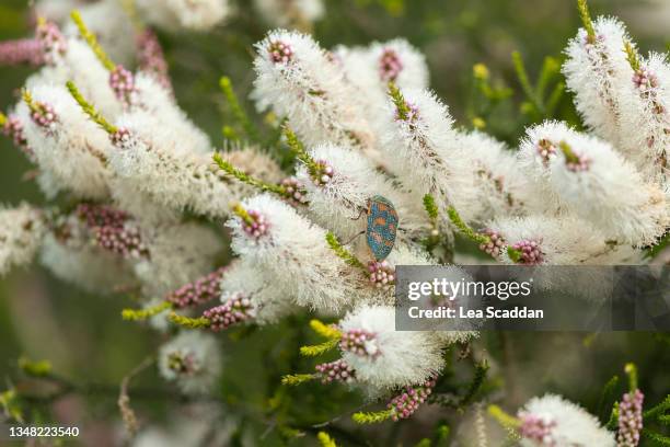 beetle on melaleuca flower - brousse photos et images de collection