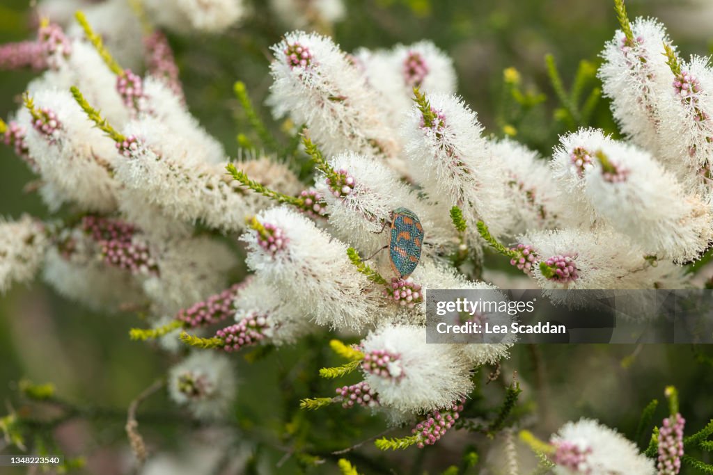 Beetle on Melaleuca flower