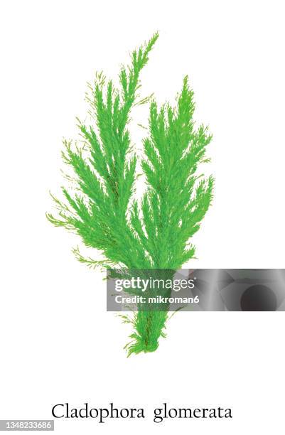 old engraved illustration of a algae, green algae (cladophora glomerata) - cladophora stock pictures, royalty-free photos & images