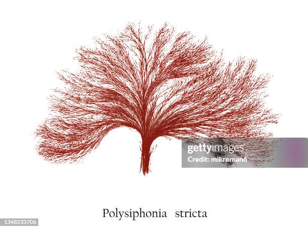 old engraved illustration of a algae, small red marine alga (polysiphonia stricta) - polysiphonia stock pictures, royalty-free photos & images