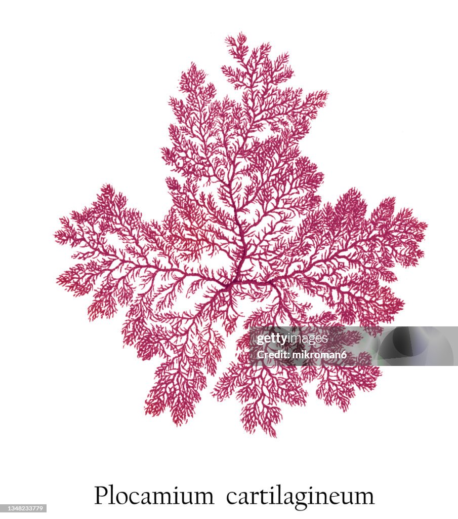 Old engraved illustration of a Algae, red marine alga (Plocamium cartilagineum)