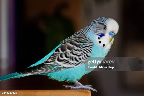 parakeet - budgerigar stock-fotos und bilder