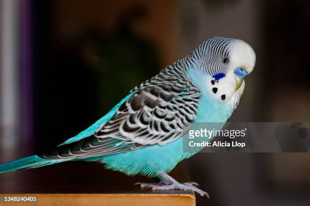 parakeet - budgerigar stock pictures, royalty-free photos & images
