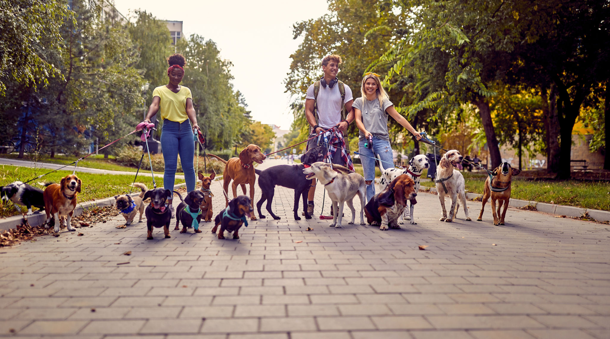 dog training diversity